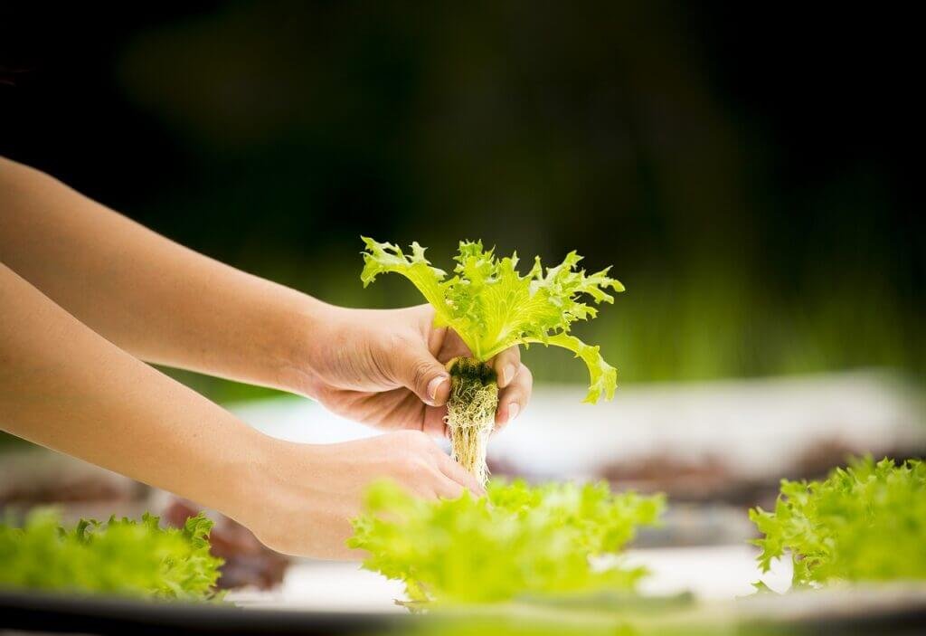 What Is Hydroponic Gardening, And Can I Do It In The City?