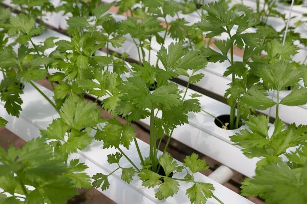 What Is Hydroponic Gardening, And Can I Do It In The City?