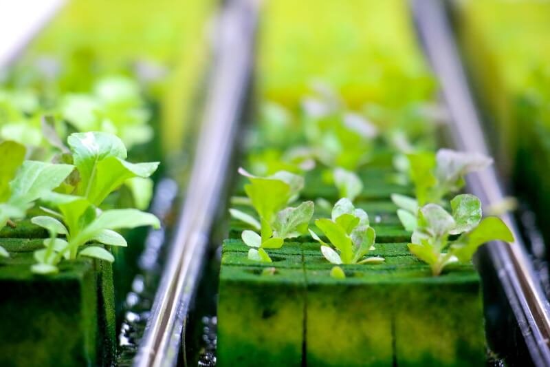 what is hydroponic gardening and can i do it in the city 6